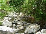 Bosque Estatal de Toro Negro - OROCOVIS, JAYUYA, JUANA DÍAZ